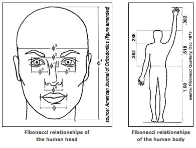 fibonacci relationship of the human head