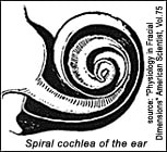 spiral cochlea of the ear